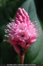 Image result for Equilabium pulcherissimum