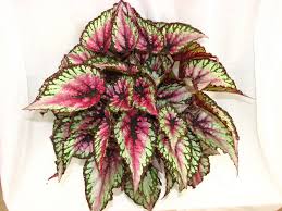 It is this begonia that gave rise to today's. Fulchino Vineyard Nursery Begonia Plants Perennial Flowering Plants