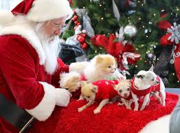 Image result for Operation Santa Paws"