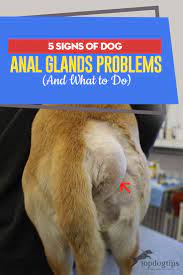 Any time you have an inbred population, you don't know what else is being inherited along with the. 5 Signs Of Dog Anal Glands Problems And What To Do About Them