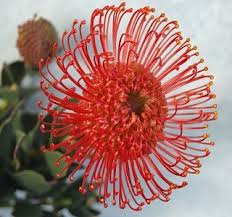 Image result for Leucospermum