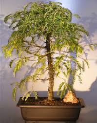 Seed propagation indoors is possible throughout the year. Flowering Tamarind Bonsai Tree Extra Large Tamarindus Indica
