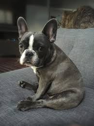 French Bulldog Puppy Olive The Frenchie Yorkshireterrierfacts French Dogs French Bulldog Funny Bulldog