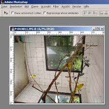 Laut photoshop 8 wird eine jpeg datei zum komprimieren in tiff datei und in lzw komprimiert. Wellensittich Bilder Verkleinern Mit Photoshop