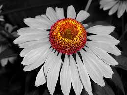 Pin By L B On Colorfull Language Black And White Flowers Flower Pictures Black And White Pictures