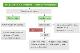 Image result for Sexual Development