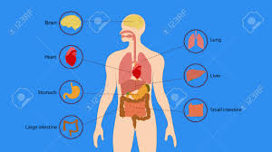 Human body showing heart liver kidney, human body parts the bladder, heart lungs liver and kidneys, is the stomach behind the lung, human body organs diagram bladder, body with kidney lungs and heart, small intestine and kidney in the human body anatomy, picture of human body showing lungs, kidney bladder anatomy kids, childrens science which. Human Organs Internal Diagram Body Of Human Internal Organs Stock Photo Picture And Royalty Free Image Image 151208351