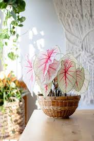 Image result for Caladium