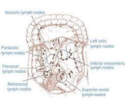 Inferior Mesenteric Lymph Nodes Lymph Nodes Lymph System Colorectal