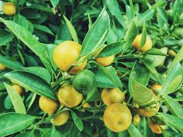 We did not find results for: 13 Best Fruits And Berries You Can Easily Grow In A Container Garden