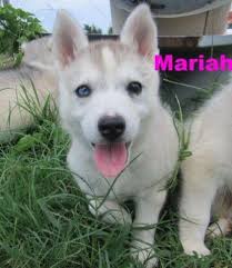Texas siberian husky puppies is the first place in texas to offer purebred akc siberian husky puppies for sale that have been hand raised by our family in our home with love, attention, handling, and training. American Eskimo Dog Siberian Husky Puppies For Sale In Dallas Texas Classified Americanlisted Com