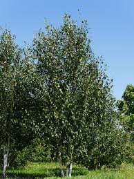 Image result for Brachystegia utilis