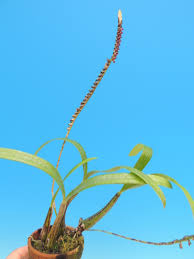 Image result for Bulbophyllum cochleatum