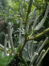 Image result for Piper umbellatum