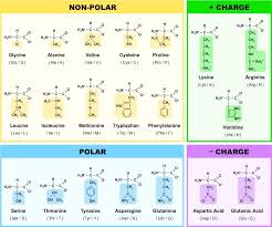 Amino Acids Chart Structure Www Bedowntowndaytona Com