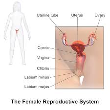 The female reproductive system is designed to carry out several functions. Anatomy Of Female Reproductive Organs Irasto World Health