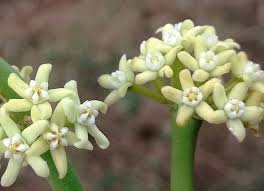 Image result for Cynanchum viminale