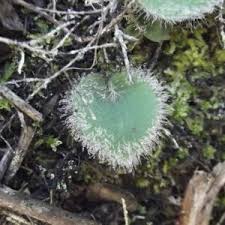 Image result for Disa brevicornis