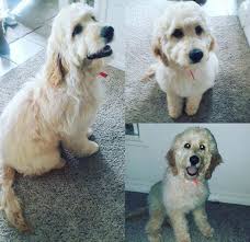 See puppy pictures, health information and reviews. Goldendoodle Pets And Animals For Sale Illinois