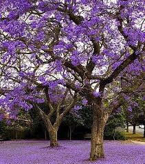 Image result for Jacaranda mimosifolia