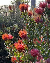 Image result for Leucospermum
