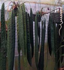 Anthurium Wendlingeri Anthurium Anthurium Plant Rare Plants