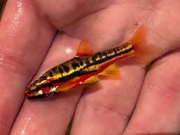 Image result for Didymosalpinx callianthus