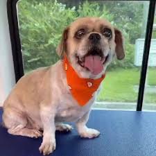 That's why we never use cages, kennel. Aussie Pet Mobile Greater Orlando Facebook