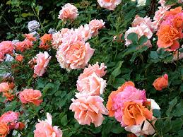 Smith disease and insect control measures suggested in this guide are. Roses Roses Roses Rose Garden Service