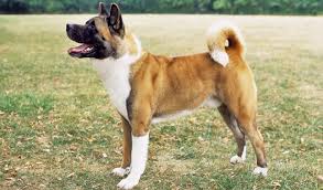 Are akita inus dangerous dogs? Akita Breed Information