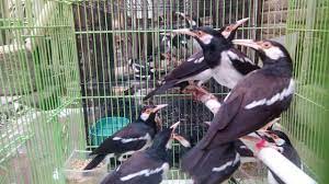 Hobi Burung Agar Jalak Suren Trotolan Makan Sendiri Jalak Hewan Peliharaan Hewan
