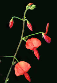 Image result for Hylodesmum repandum