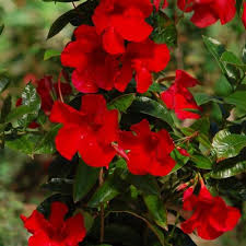 I grow mandevilla in a container in my zone 8a garden and bring it indoors for the winter. Sun Parasol Giant Red Emperor Mandevilla Hybrid Proven Winners