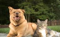 See a translation report copyright infringement; How To Say Cat In German What Is The Meaning Of Katze Ouino