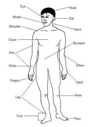 Image result for parts of your body