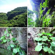 Image result for Dissotis pachytricha