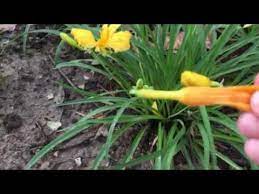 We did not find results for: How To Deadhead Stella De Oro Daylilies Youtube