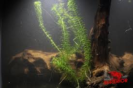 Image result for Najas