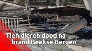 It is the largest dutch hospitality chain with operations extending even outside of europe. Getuigen Gezocht Brandstichting Kost 10 Dieren Het Leven In Beekse Bergen Animals Today