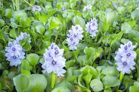 Four More Pond Plants Banned From Sale Practical Fishkeeping