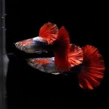 Pin By Ando On Guppi In 2020 Guppy Fish Betta Aquarium Guppy