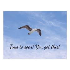 Beautiful Birds In Flight Images You Got This Beautiful Bird Flying Motivational Postcard Zazzle Com Beautiful Birds Birds Flying Surfing Quotes