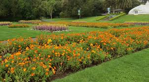 Head to crystal bay farm for sweet strawberries ($5/lb.) in the spring and raspberries in june or july ($7/lb.). Best Places To See Spring Flowers In San Francisco Cbs San Francisco