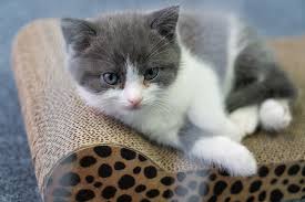 See more ideas about cats, crazy cats, cute cats. His Cat S Death Left Him Heartbroken So He Cloned It The New York Times