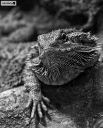 Black And White Lizard Today S Dailyinspiration Comes In Black And White Colourbox Mycolourbox Photography Images Stockphotography Licenseimages Images Stockimages Buystoc