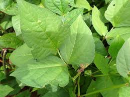 Image result for Vigna reticulata