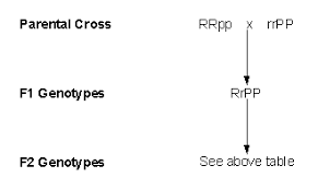 Mendelian Genetics