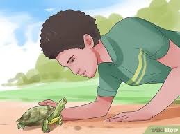Children often bring them home from the beach in their tiny plastic containers. How To Pet A Turtle 14 Steps With Pictures Wikihow