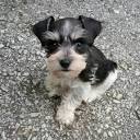 Smith Schnauzers – Smith Schnauzers, Miniature Schnauzers ...