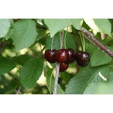 Burlat cherries are excellent table fruit to consume fresh, but also in pastries or jam. Cherry Tree Bigarreau Burlat Prunus Avium Bigarreau Burlat